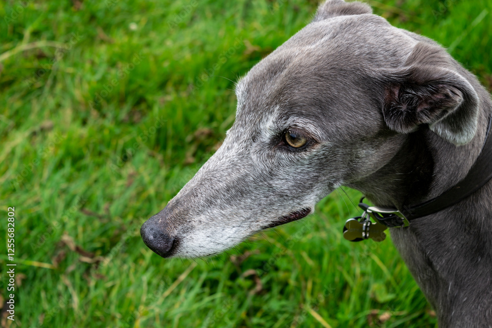Head portrait of an old greyhound looking pensive Head portrait of an old greyhound looking pensive