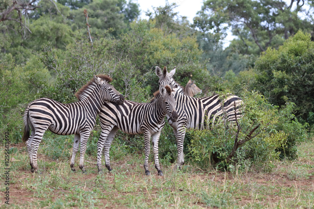 Steppenzebra / Burchell's zebra / Equus quagga burchellii. Steppenzebra / Burchell's zebra / Equus quagga burchellii.
