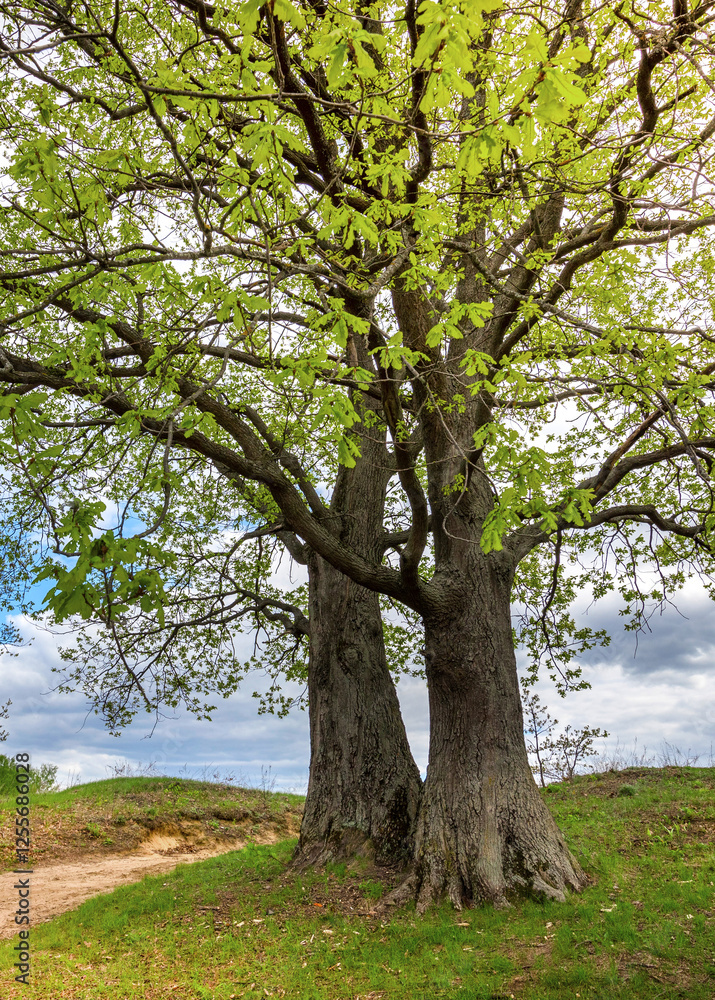 Two trees are standing next to each other in a field Two trees are standing next to each other in a field