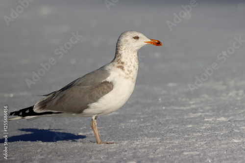 Photography Herring gull