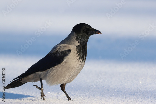 Photography Hooded crow