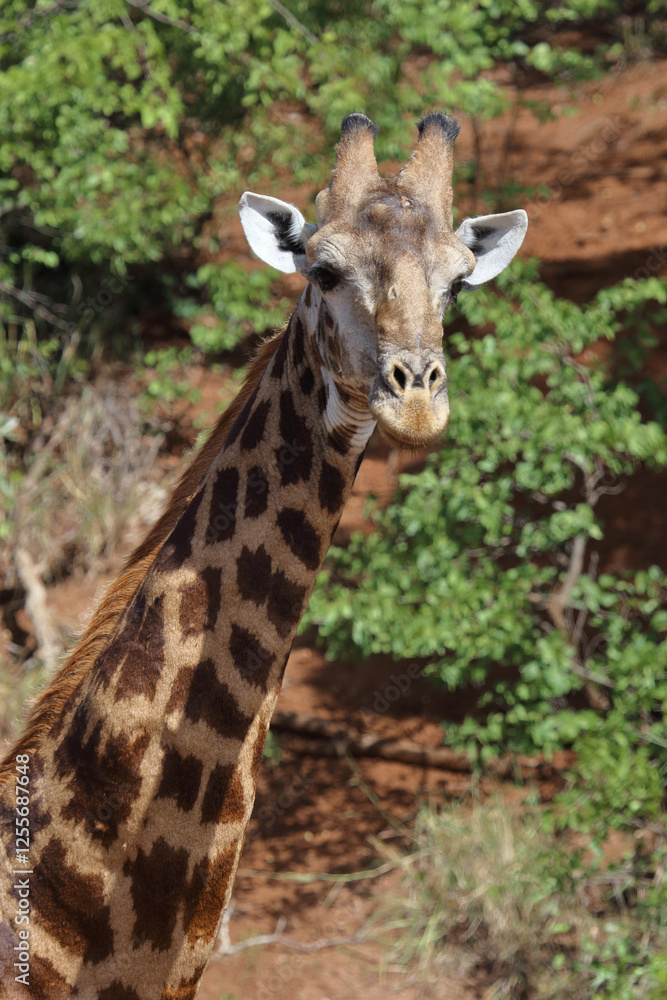Giraffe / Giraffe / Giraffa camelopardalis Giraffe / Giraffe / Giraffa camelopardalis