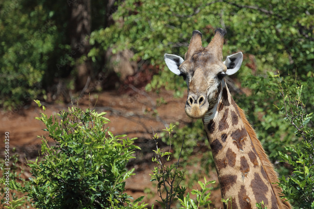 Giraffe / Giraffe / Giraffa camelopardalis Giraffe / Giraffe / Giraffa camelopardalis