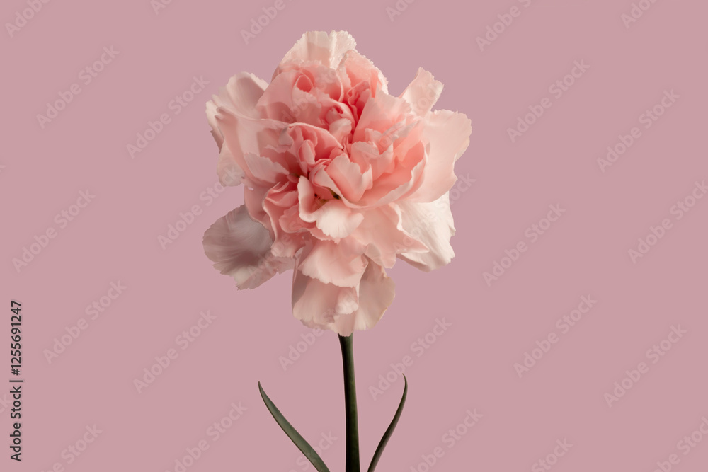 Carnations on a bright background red and white. Mother's Day, birthday. Carnations on a bright background red and white. Mother's Day, birthday.