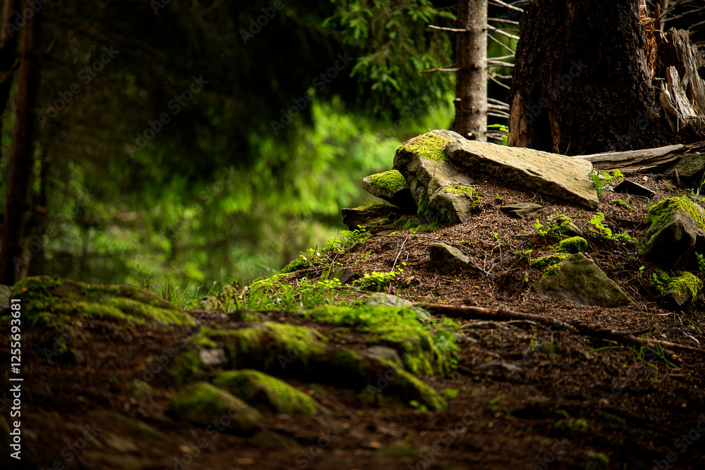 Obraz premium dark spruce forest with stones and snags. mystical gloomy atmosphere