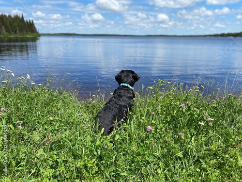 Labrador dog sitting by the lake photo