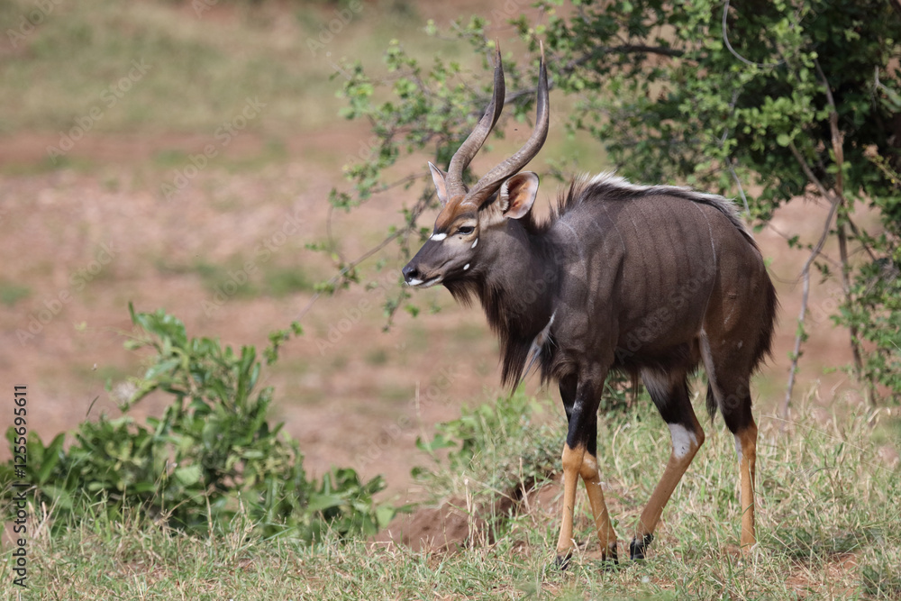 Fototapeta premium Nyala / Nyala / Tragelaphus angasii.