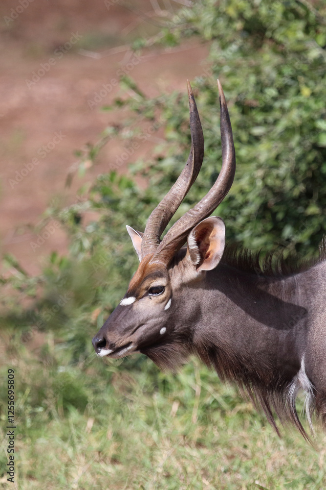 Nyala / Nyala / Tragelaphus angasii. Nyala / Nyala / Tragelaphus angasii.