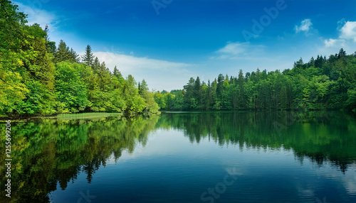 quiet peaceful lake with lush dense green wooded area background