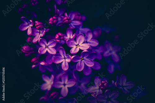 Beautiful purple lilac flowers bloom in the evening in the summer on a bush. The beauty of nature and petals.
