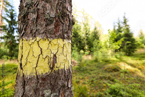 Close-up view of forest tree with green marking for planned cutting.