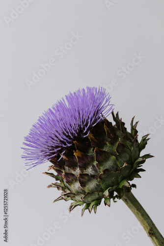 Artichoke in full bloom with purple flower.