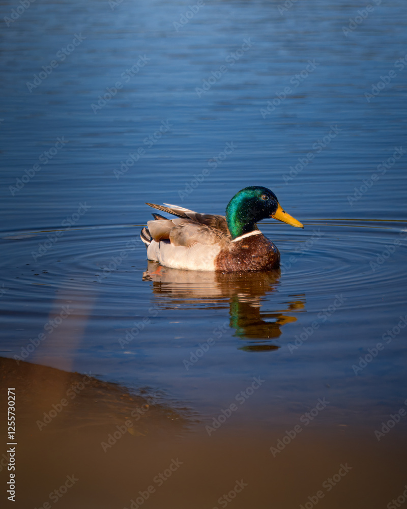 Obraz premium duck on the water