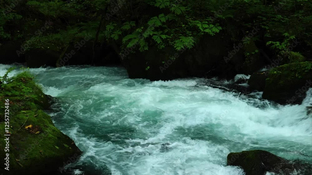 青森県 奥入瀬渓流 8月 風景 青森県 奥入瀬渓流 8月 風景