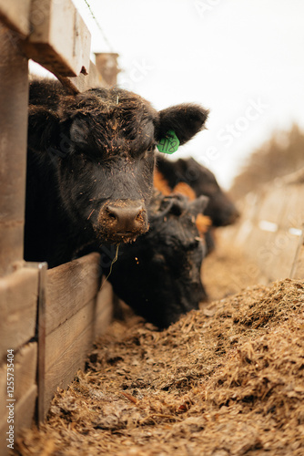 Black Angus Cows on a Farm in Rural Kansas eating feed out of a feed bunk