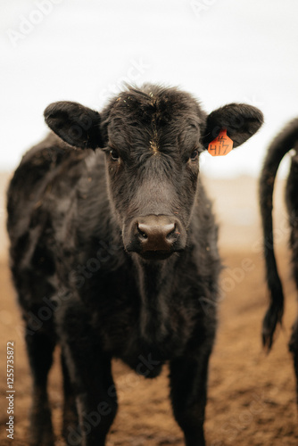 Black Angus Cow on a Farm in Rural Kansas getting ready to eat mineral