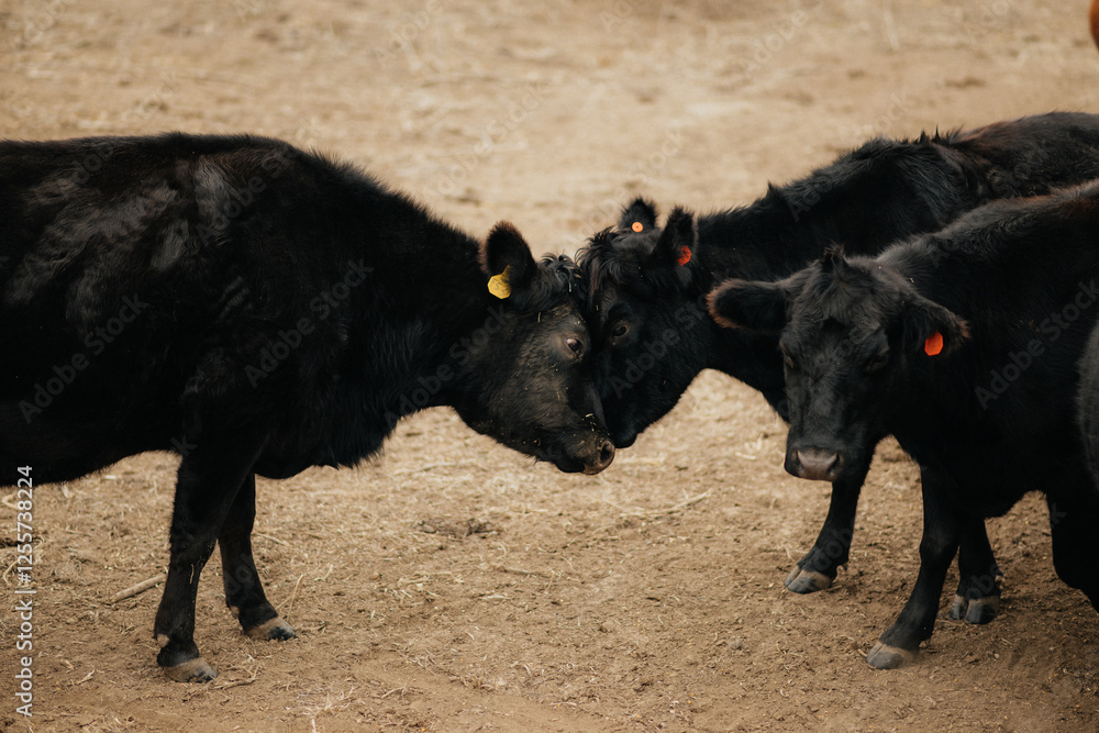 Two Black Angus Cows on a Farm in Rural Kansas getting ready to eat mineral and fighting head to head Two Black Angus Cows on a Farm in Rural Kansas getting ready to eat mineral and fighting head to head