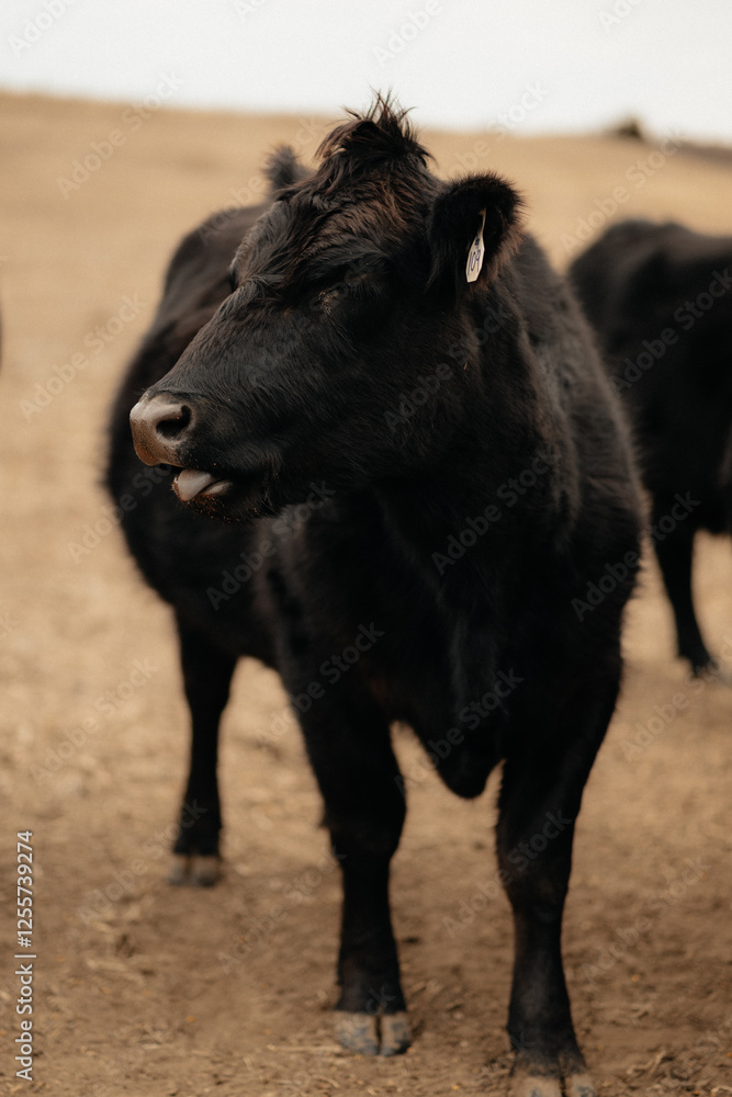 Black Angus Cow on a Farm in Rural Kansas Getting Ready to Eat Mineral With Tongue Out Black Angus Cow on a Farm in Rural Kansas Getting Ready to Eat Mineral With Tongue Out