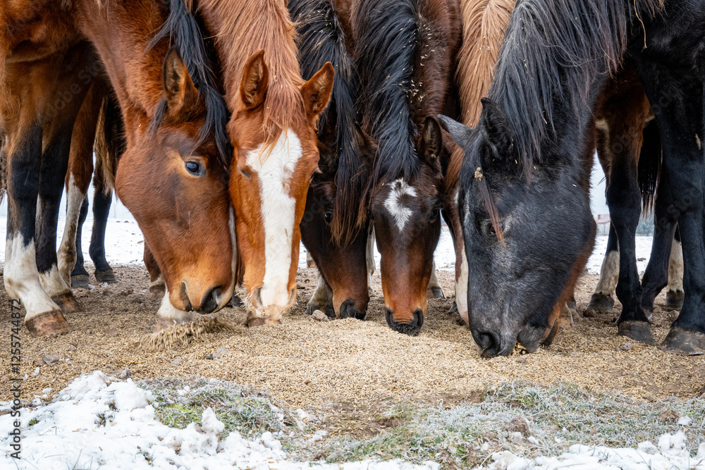 Fototapeta premium Brown and Black Horses Eating Together in a Rustic Landscape. Close-Up of Horses Feeding in a Snowy Countryside