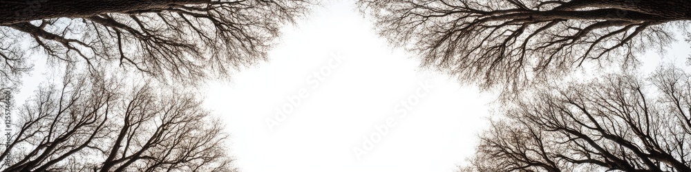 A group of trees covered in snow, serene winter scene A group of trees covered in snow, serene winter scene
