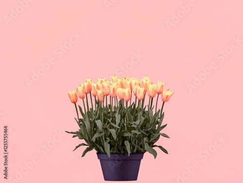 Vibrant Springtime Tulips in a Decorative Pot Against a Soft Pink Background