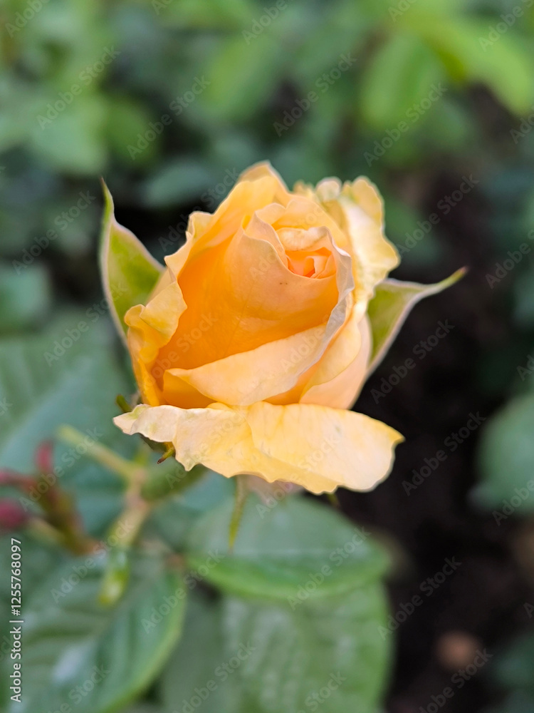 blooming yellow roses in the garden blooming yellow roses in the garden