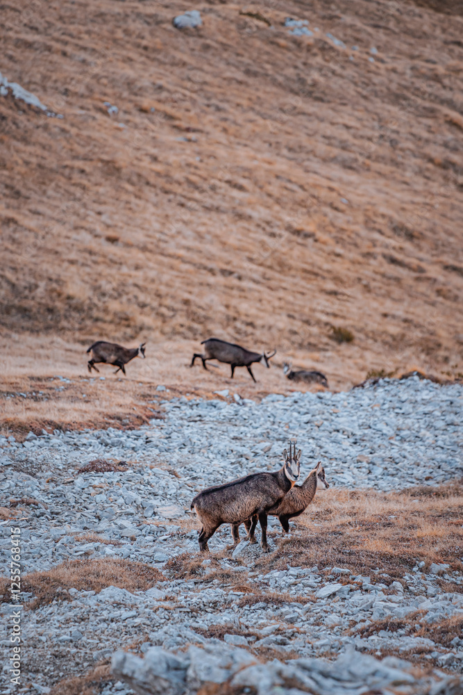Two chamois on a mountain ridge, one standing alert while the other rests, bathed in the warm glow of sunset Two chamois on a mountain ridge, one standing alert while the other rests, bathed in the warm glow of sunset