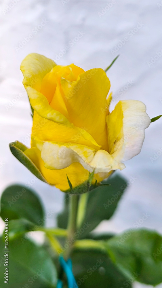 blooming yellow roses in the garden blooming yellow roses in the garden