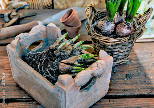 bulb plants potted in  terra cotta and wicker flower pots on wooden table wit...