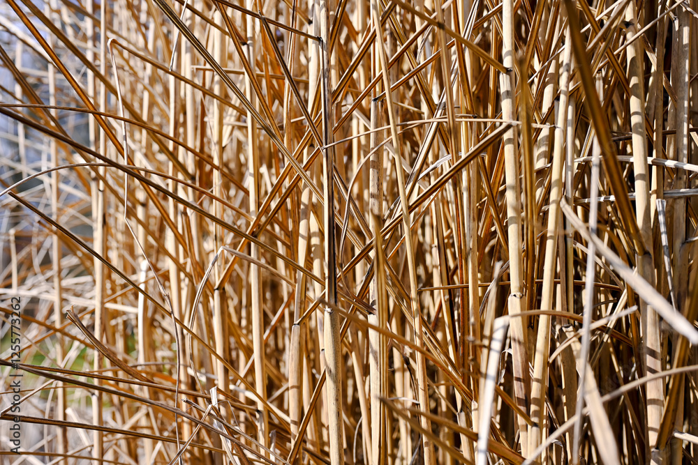 Dry Reed Stems in Sunlight Close-Up Dry Reed Stems in Sunlight Close-Up