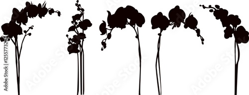 orchid flowers silhouette on white background vector