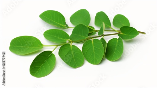 Fresh Peanut Leaves on White Background