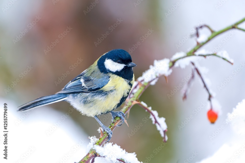 A cute great tit sits on a rosehip twig. Winter scene with a colorful titmouse. Parus major A cute great tit sits on a rosehip twig. Winter scene with a colorful titmouse. Parus major