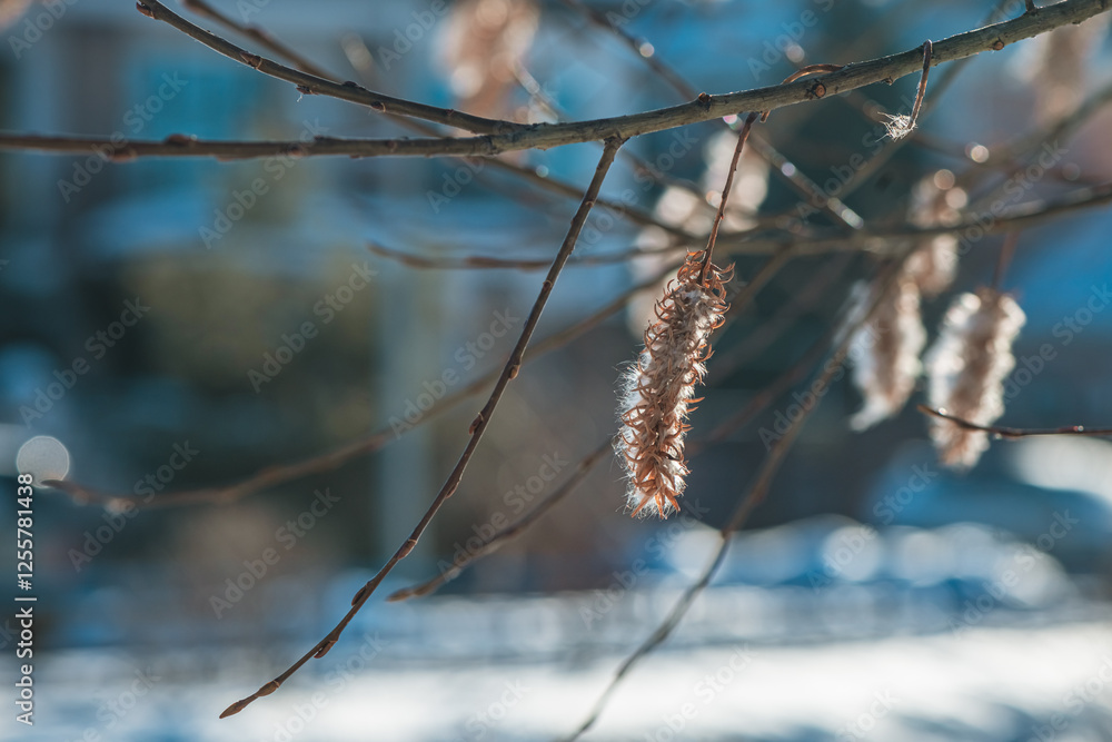 Hazel catkins hanging gracefully from a bare branch, set against a softly blurred snowy background, create a tranquil winter scene bathed in warm sunlight Hazel catkins hanging gracefully from a bare branch, set against a softly blurred snowy background, create a tranquil winter scene bathed in warm sunlight