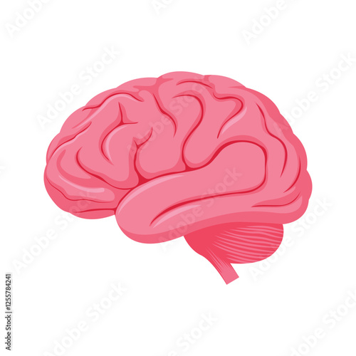 Human brain vector illustration in flat style. The human brain on a white background.
