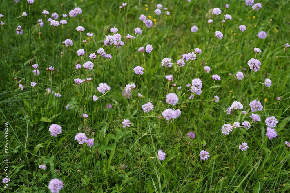minimalist image of a group of carniation flowers (armeria maritima). Carniations flowers are and good for insects..drought tolerant minimalist image of a group of carniation flowers (armeria maritima). Carniations flowers are and good for insects..drought tolerant