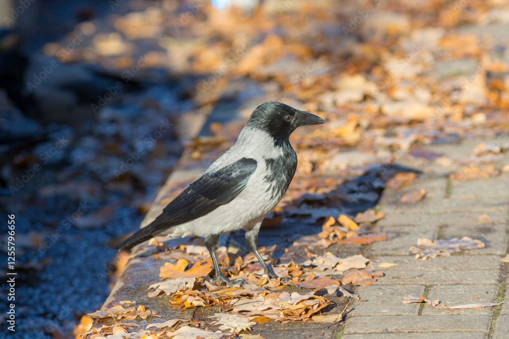 Obraz premium crow on the sidewalk with autumn leaves
