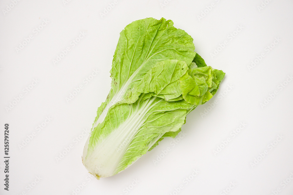 fresh green lettuce fresh green lettuce