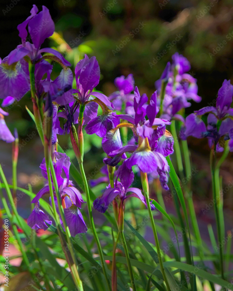 violet flowers in the garden