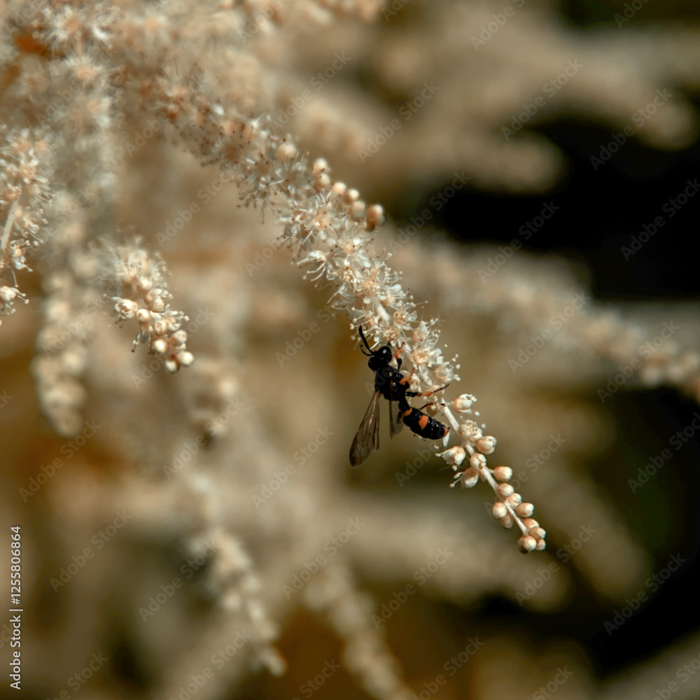 Fototapeta premium bee on flower