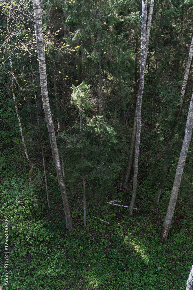 Obraz premium A view down from the treetops to the ground in the forest; the play of sun and shadow. Spring, everything in light green tones.