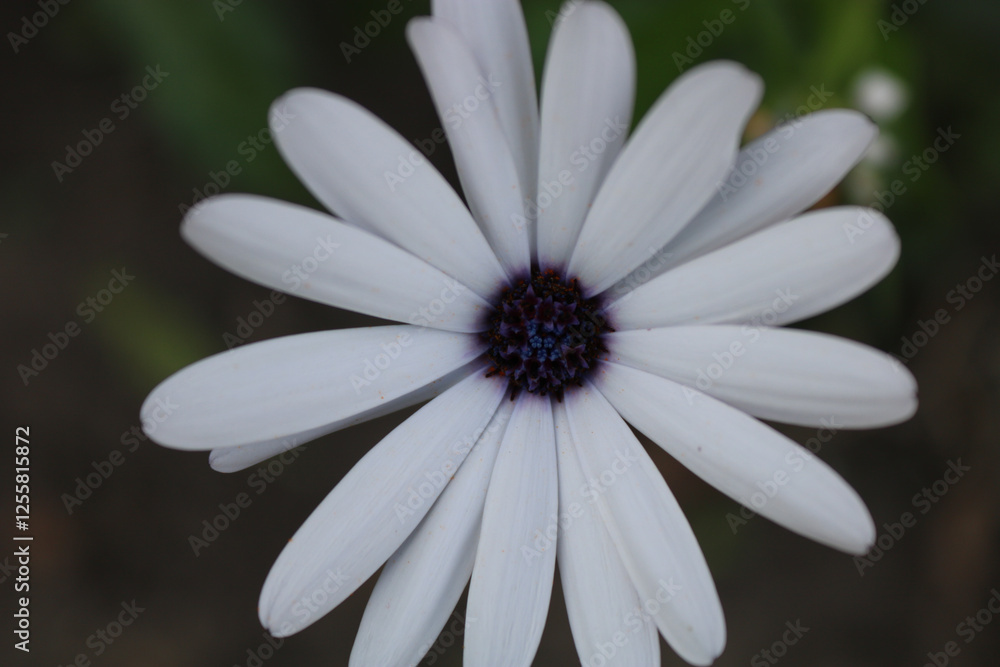 Fototapeta premium daisy flower close up