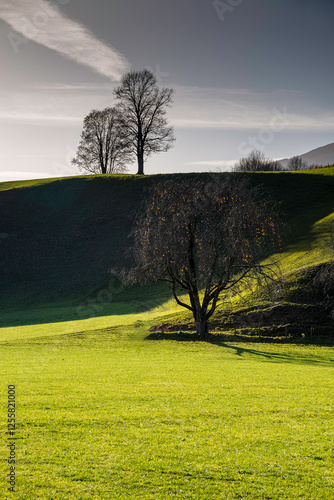 Dreamy autumn landscape with silhouettes of deciduous trees on a meadow with hills against a dramatic sky