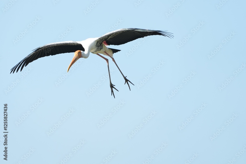 Obraz premium A yellow-billed stork is flying in the sky.