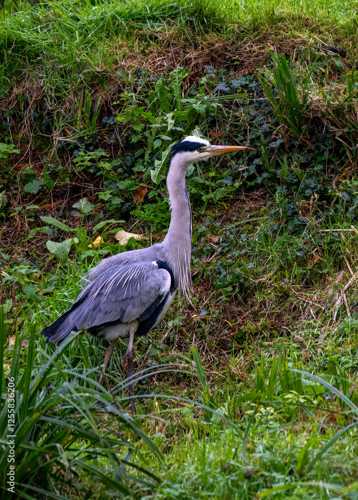 Fototapeta premium Heron bird in the grass 