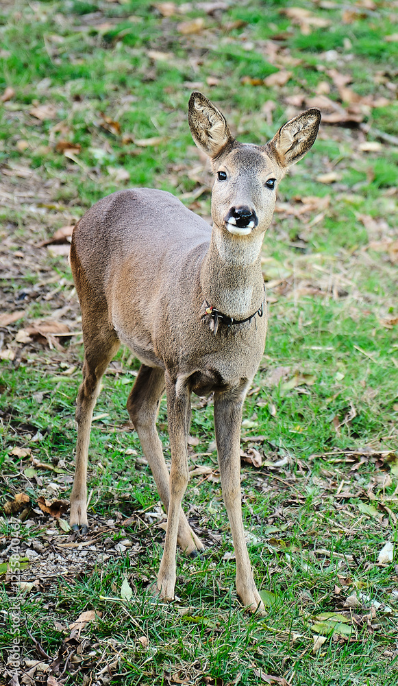 Chevreuil apprivoisé dans un jardin portant un collier Chevreuil apprivoisé dans un jardin portant un collier