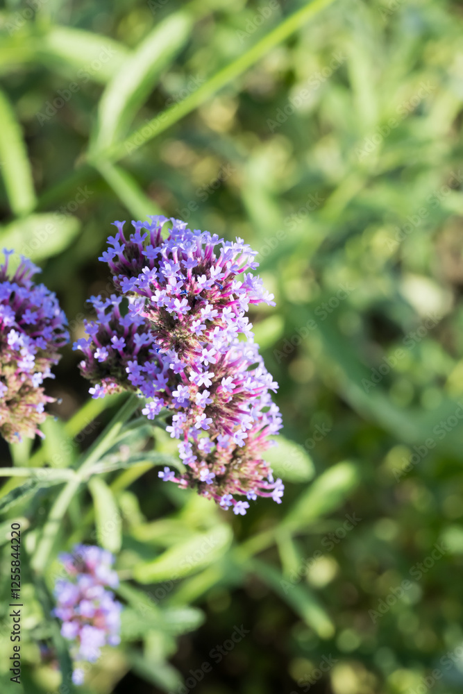 Beautiful Brazilian Verbena (Verbena brasiliensis) flowers. Beautiful Brazilian Verbena (Verbena brasiliensis) flowers.