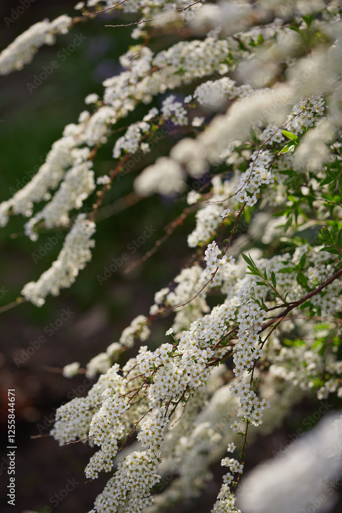 Beautiful white flowers cascading from green branches in spring Beautiful white flowers cascading from green branches in spring