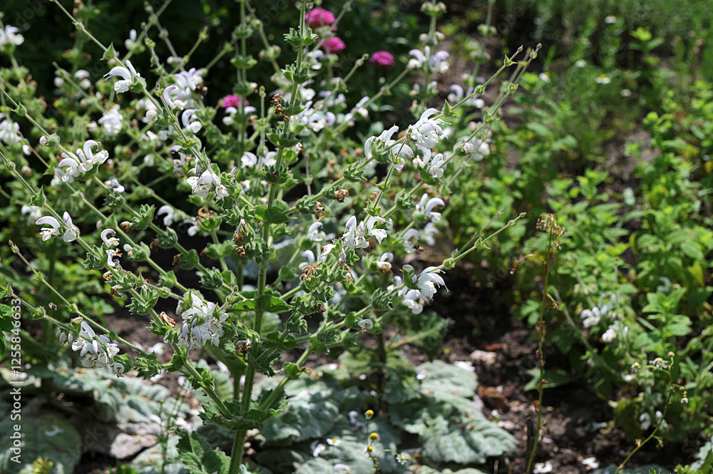 Spanish sage with white flowers Spanish sage with white flowers