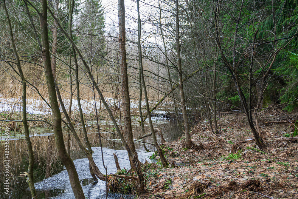 Winter forest with small river, leafless trees, evergreens, fallen moss-covered tree, melting snow, and reflections in calm water.